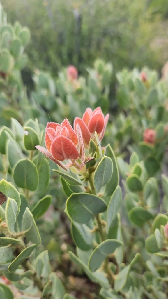Arctostaphylos Pringlei
