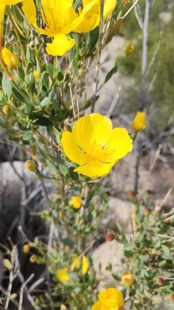 Dendromecon Rigida