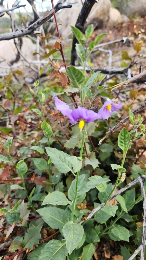 Solanum Umbelliferum