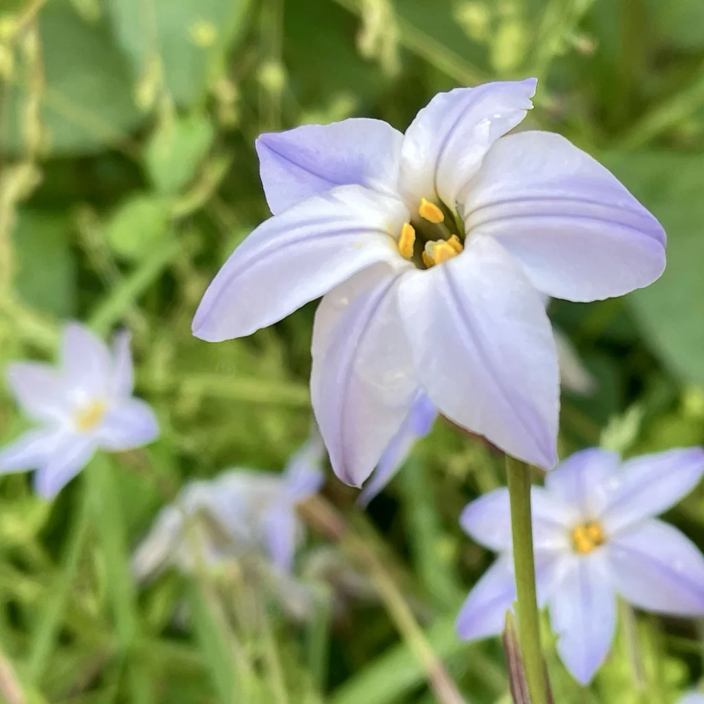 Ipheion Uniflorum