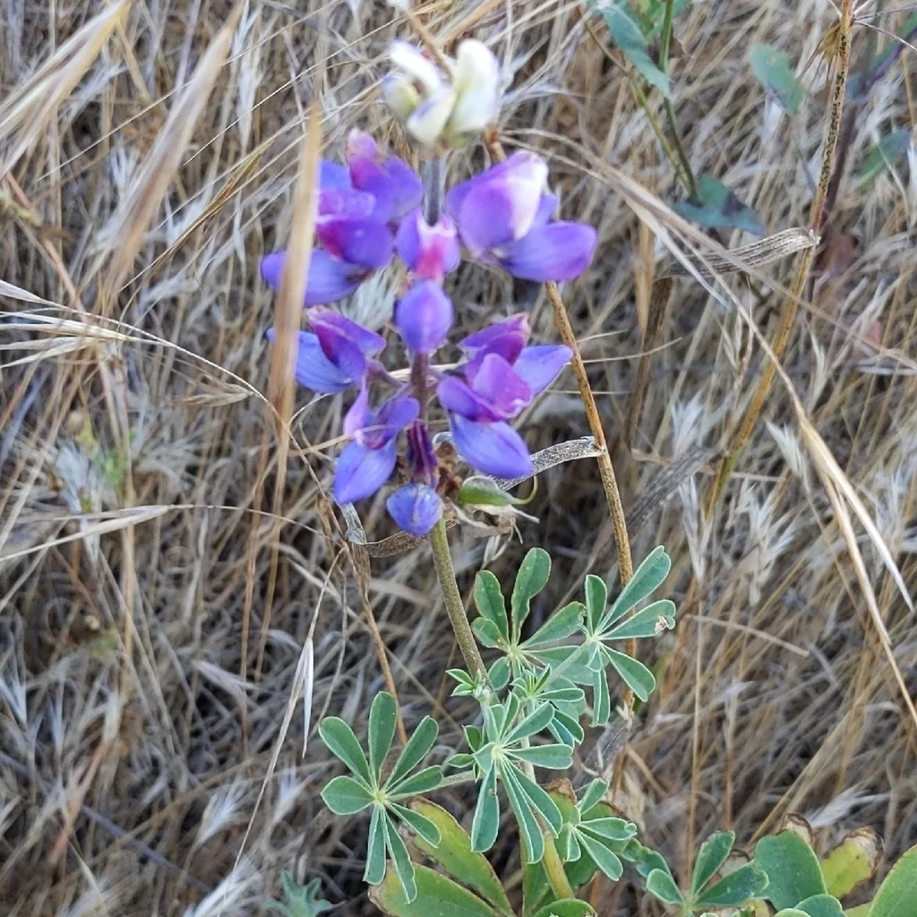 Lupinus Succulentus