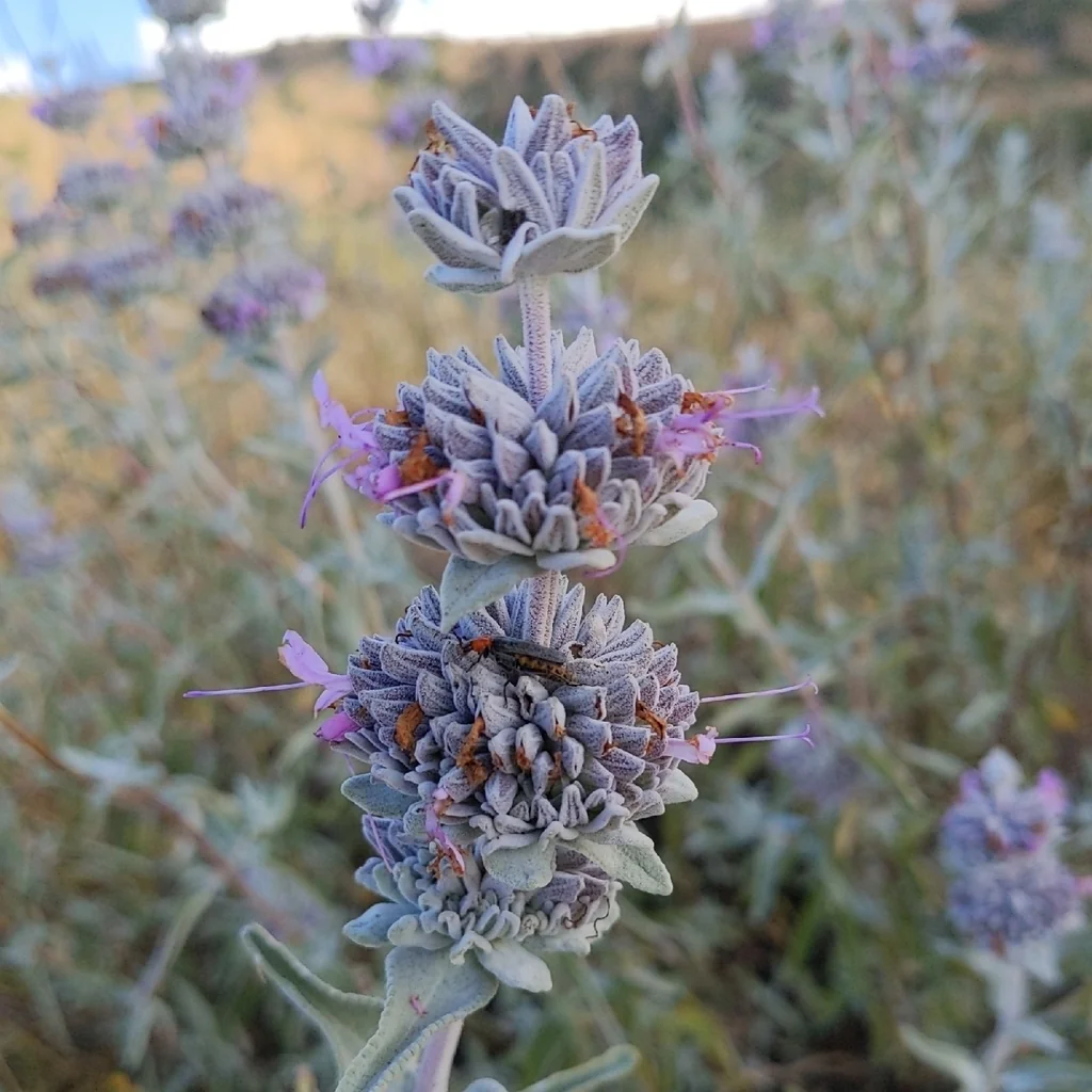 Salvia Leucophylla