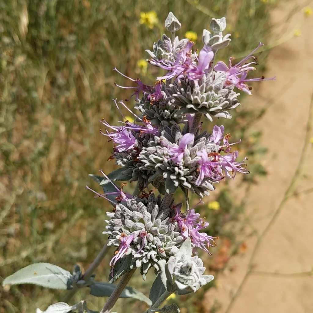 Salvia Leucophylla