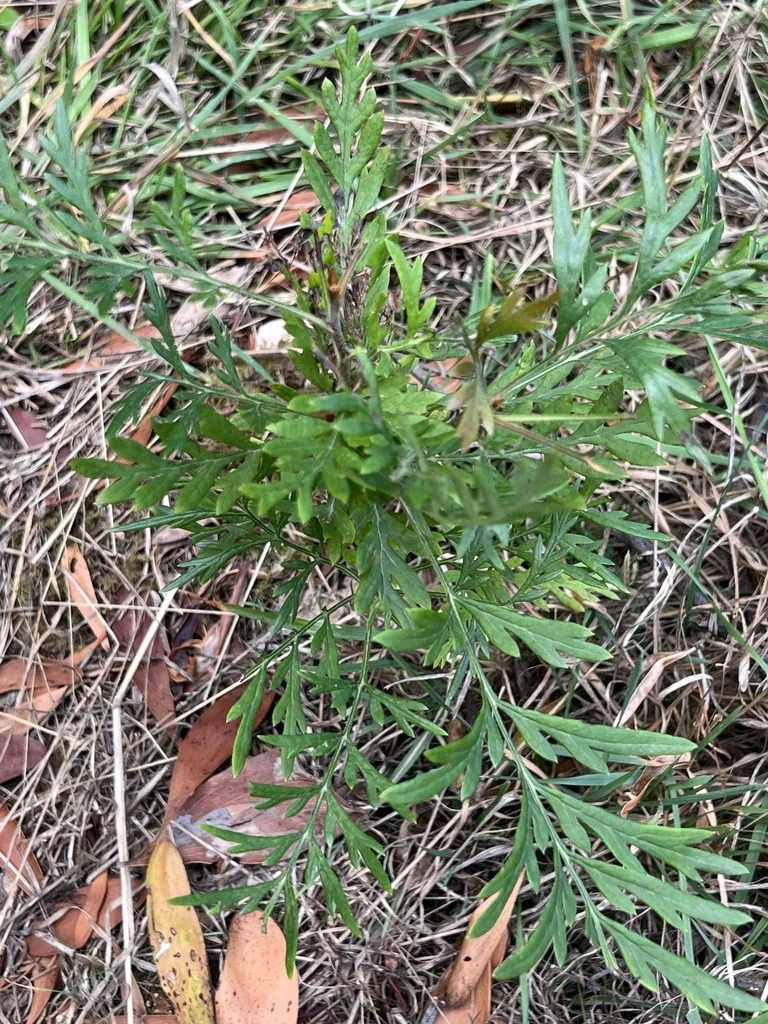 Grevillea Robusta