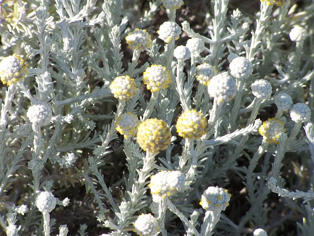 Calocephalus Brownii
