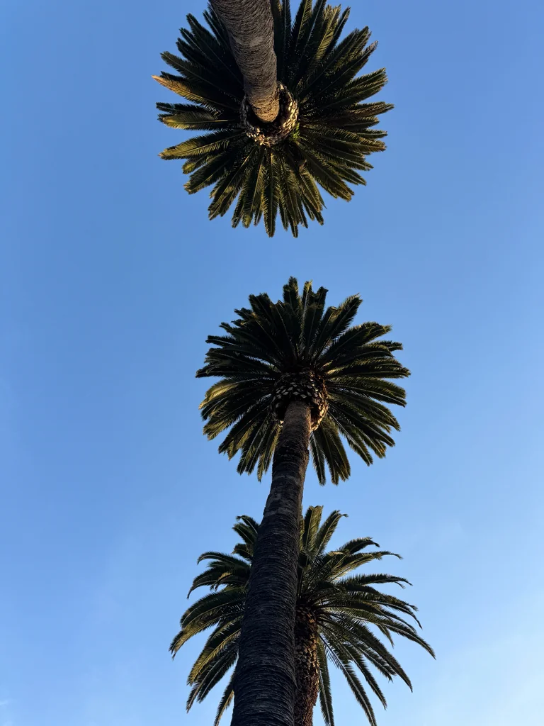Phoenix Canariensis