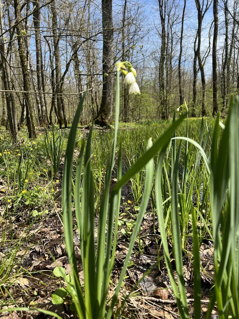 Leucojum Aestivum
