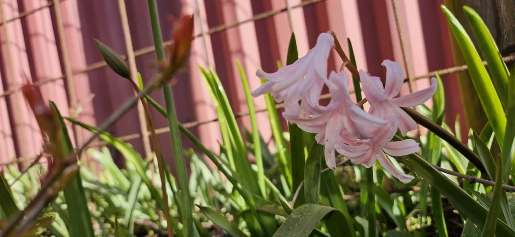 Hyacinthus Orientalis