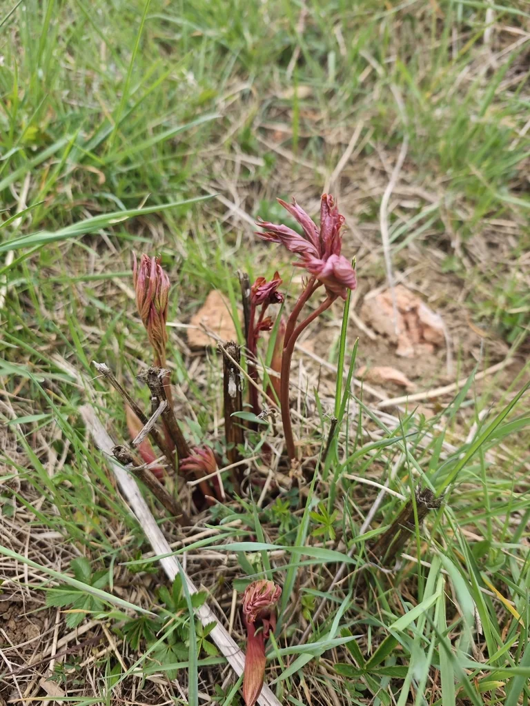 Paeonia Lactiflora
