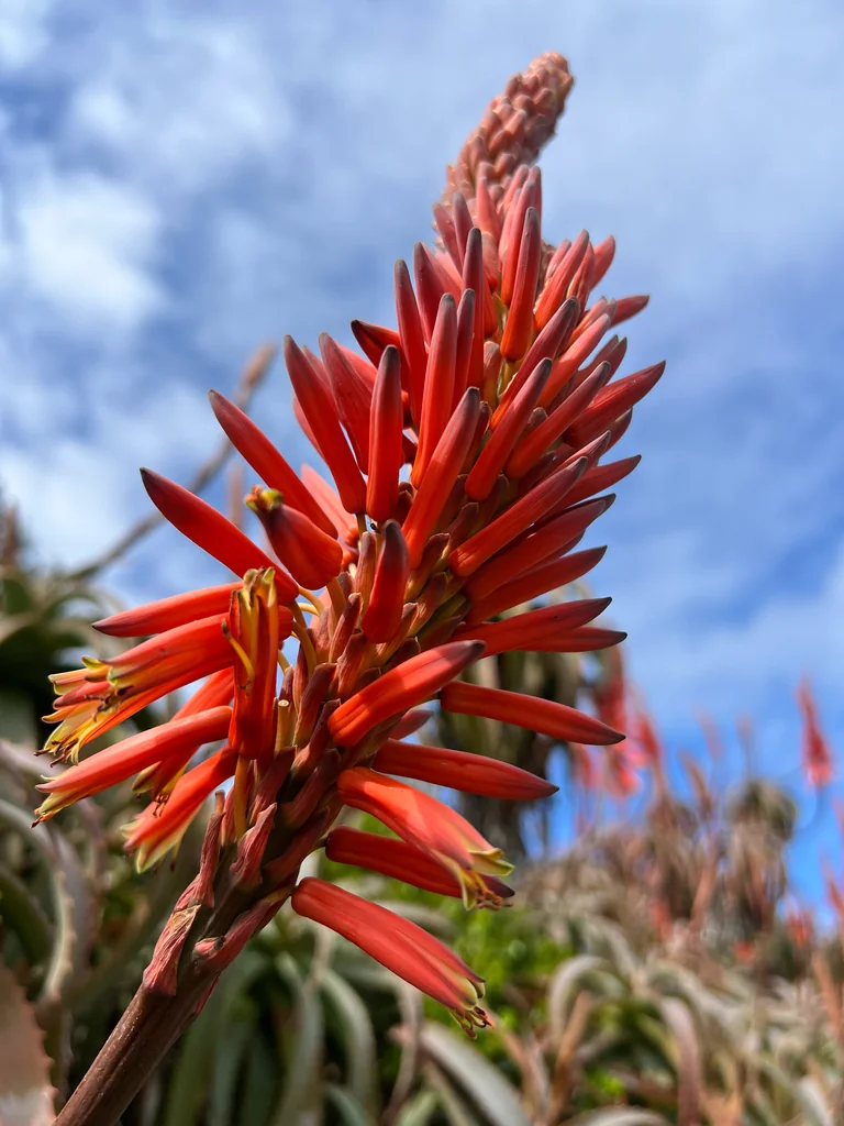 Aloe Arborescens