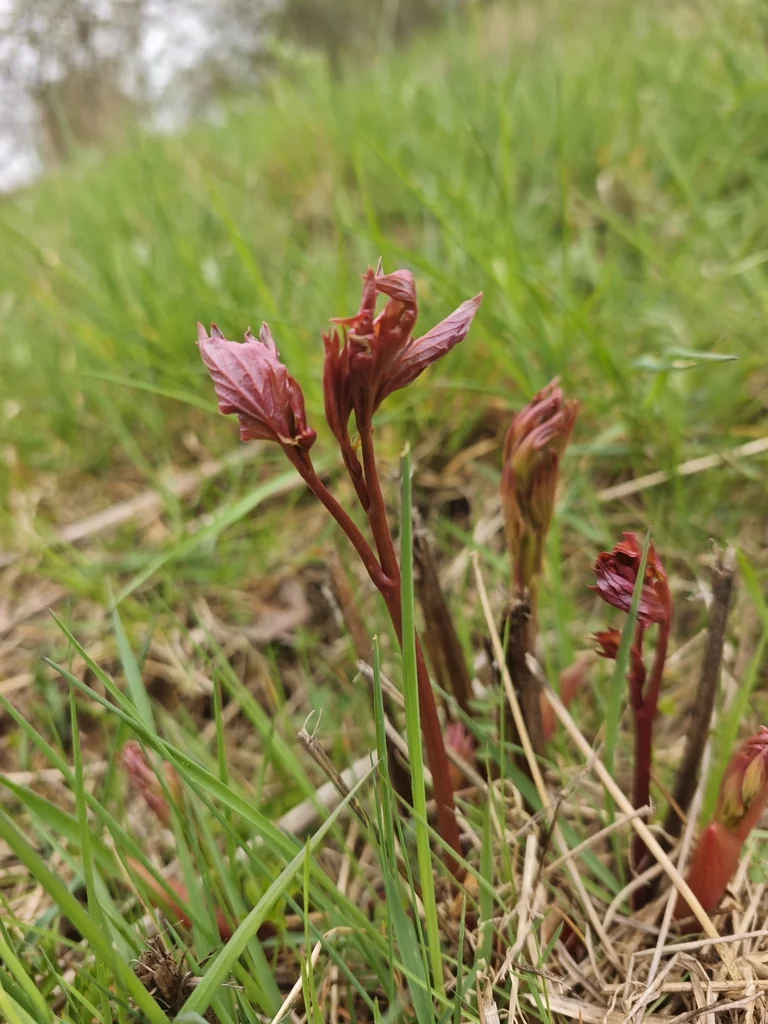 Paeonia Lactiflora