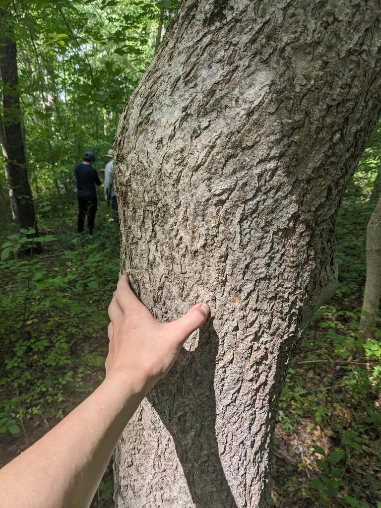 Phellodendron Amurense