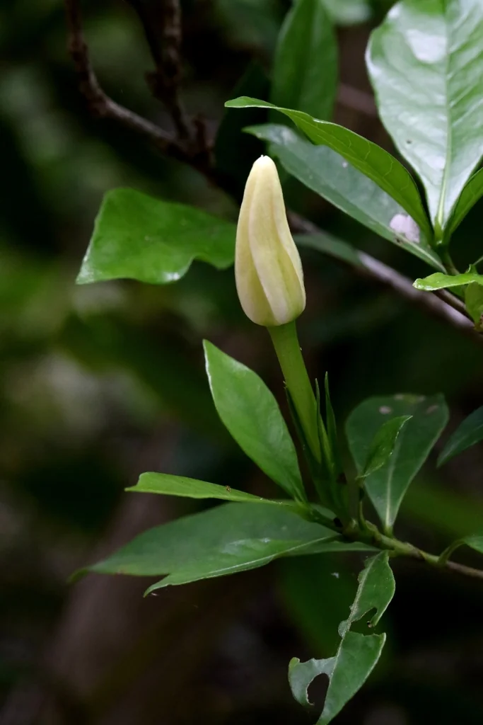 Gardenia Jasminoides