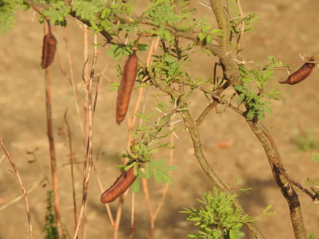 Acacia Farnesiana