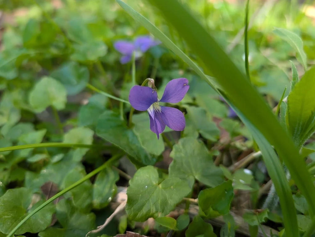 Viola Sororia