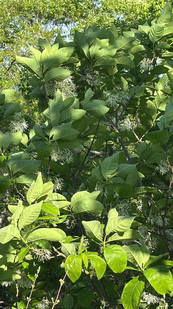 Chionanthus Virginicus