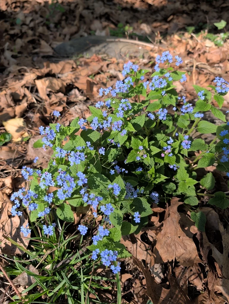 Brunnera macrophylla