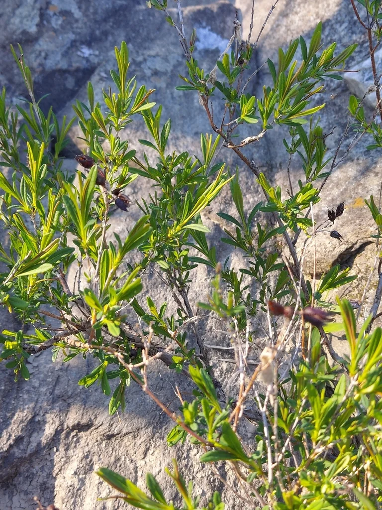 Hypericum Prolificum
