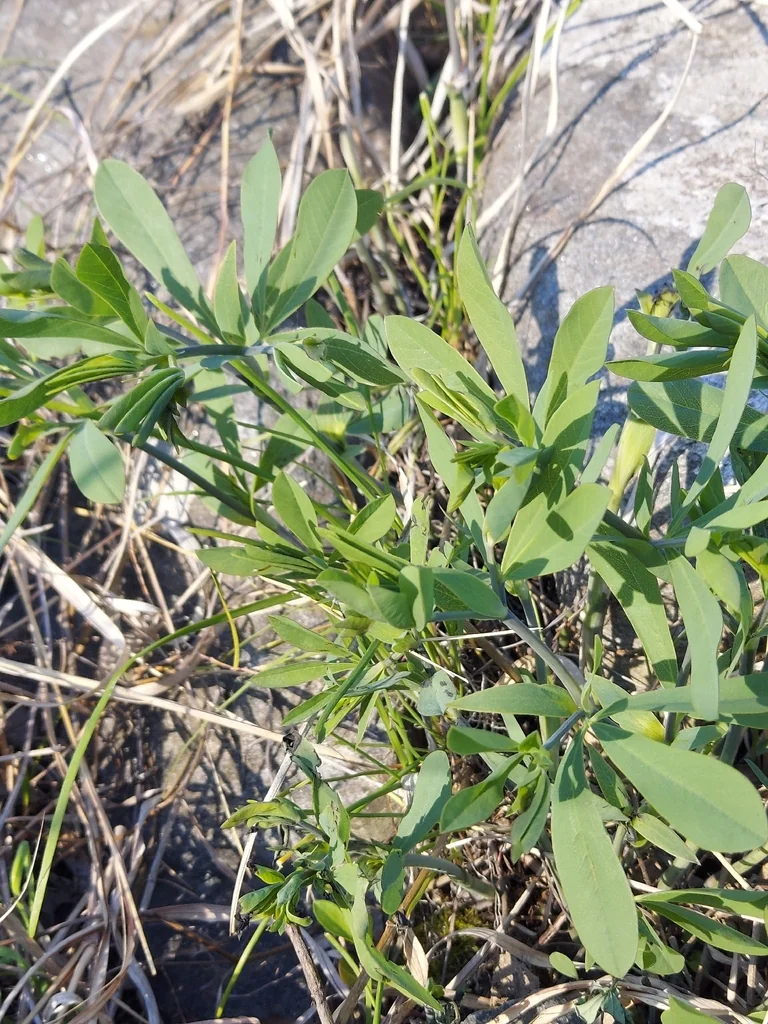 Baptisia Australis