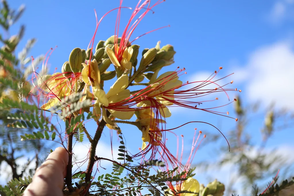 Caesalpinia Gilliesii