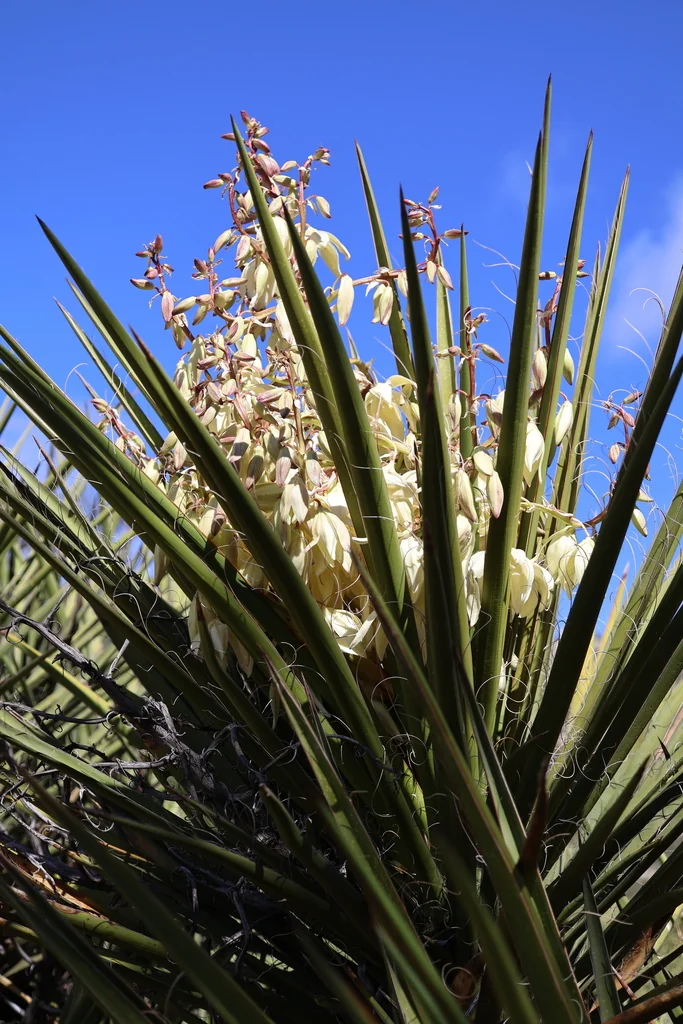 Yucca Schidigera