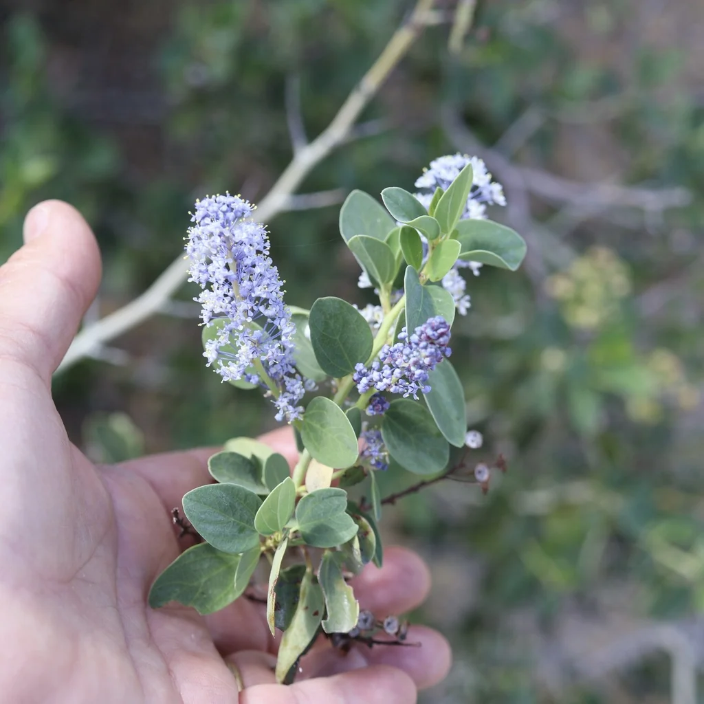 Ceanothus Leucodermis