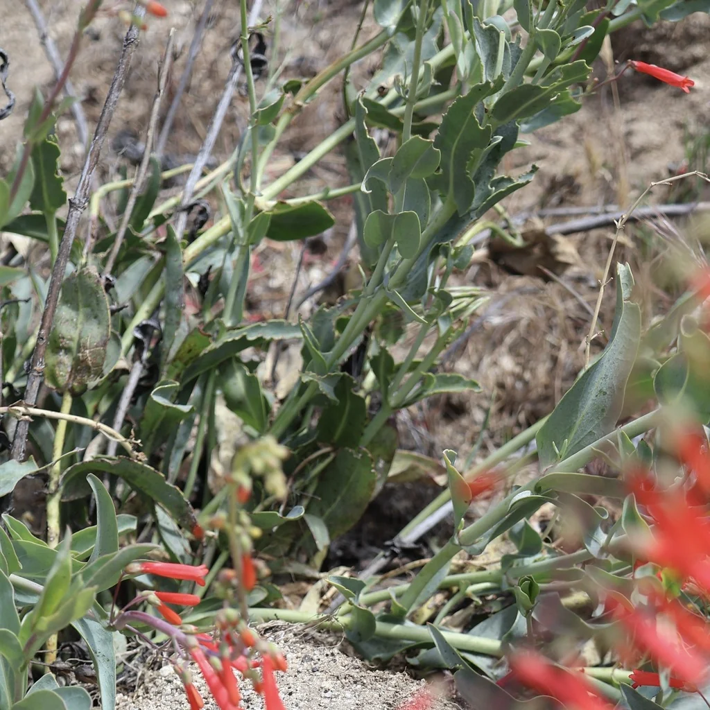Penstemon Centranthifolius