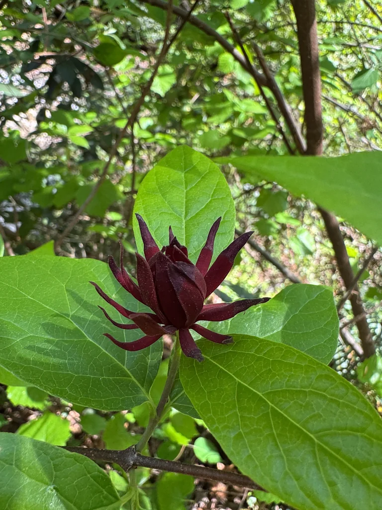 Calycanthus Floridus