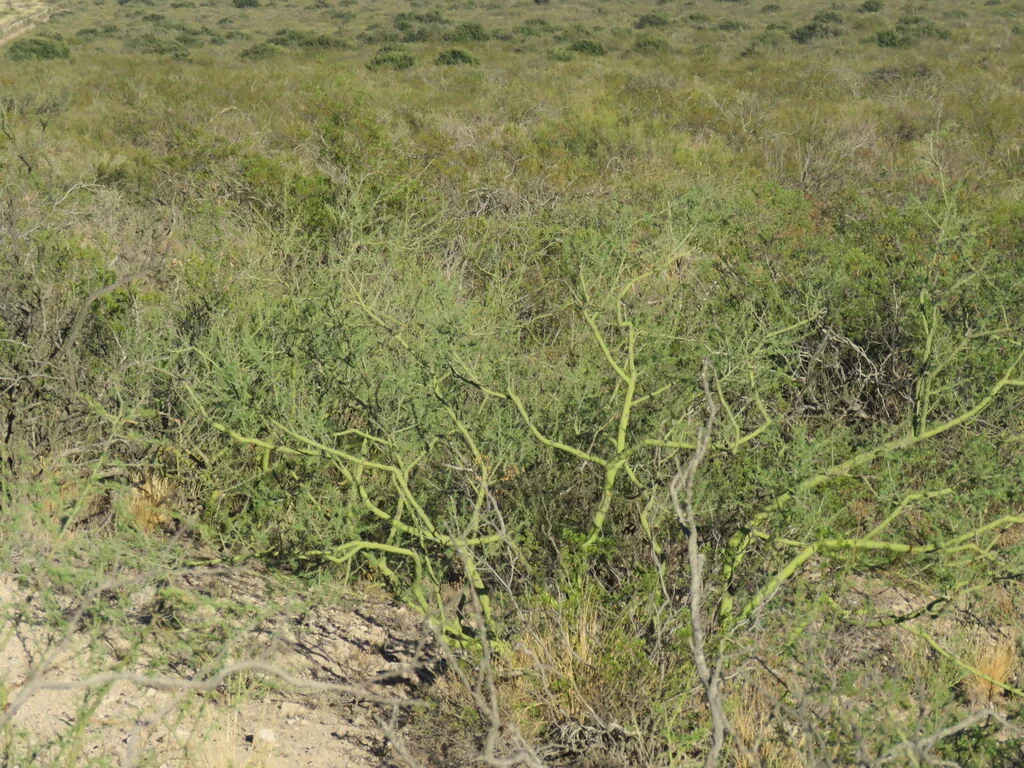 Parkinsonia Praecox