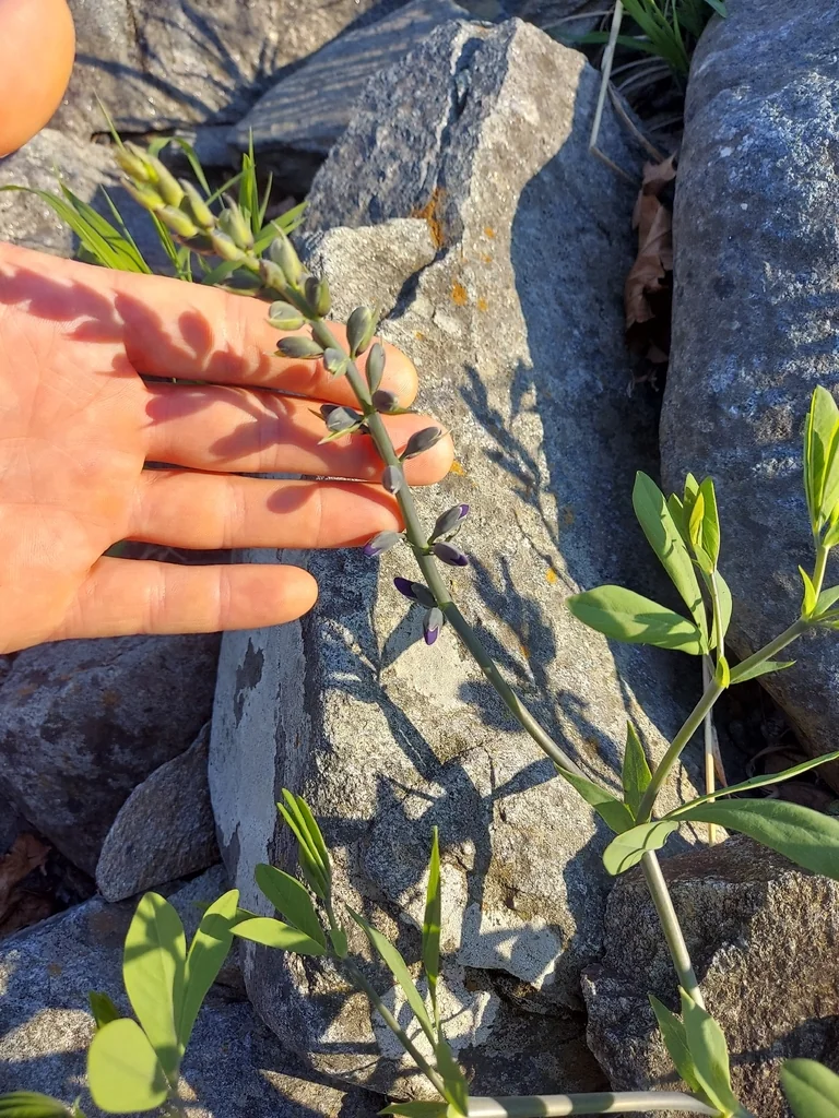 Baptisia Australis
