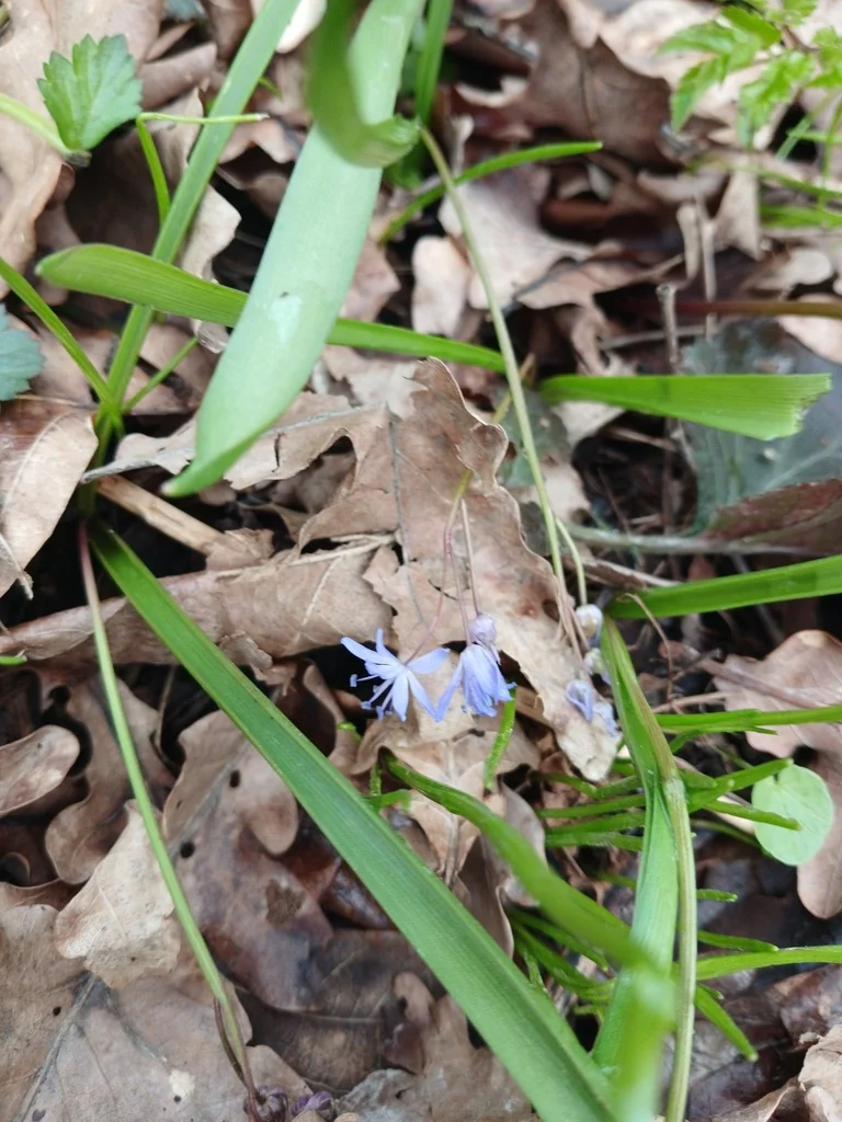 Scilla Bifolia