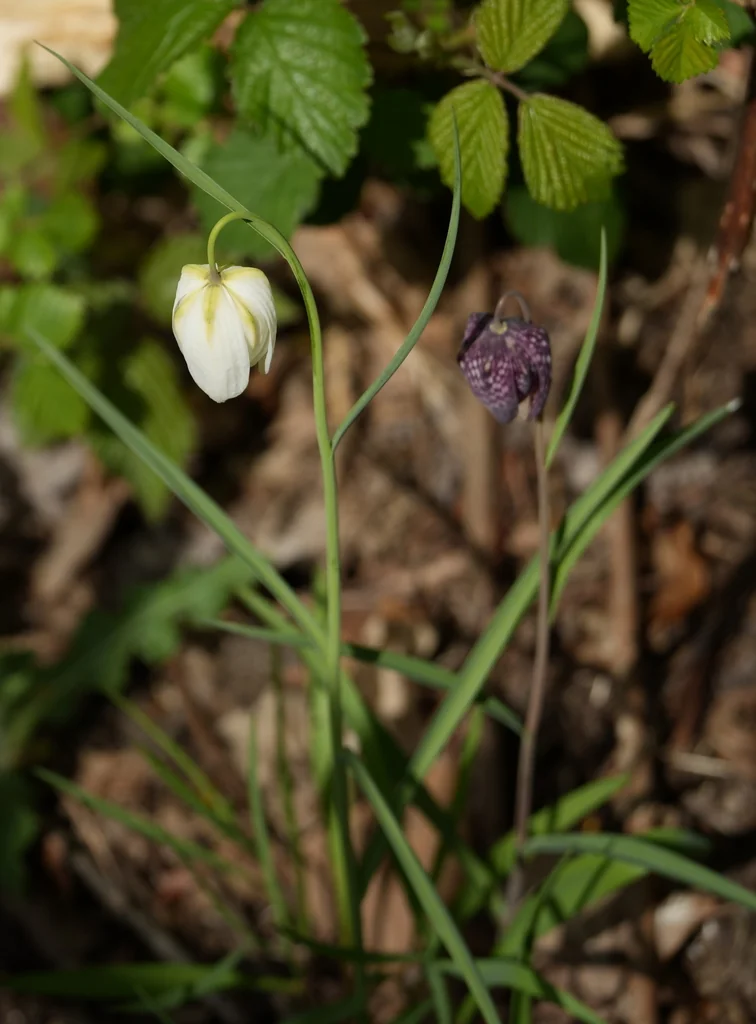 Fritillaria Meleagris