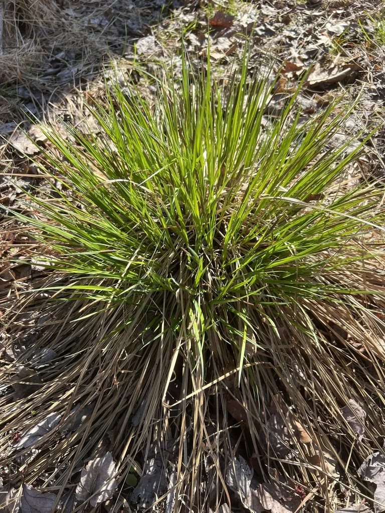 Carex Stricta