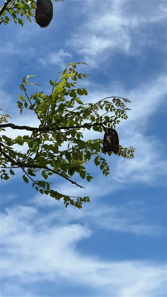 Gymnocladus Dioicus