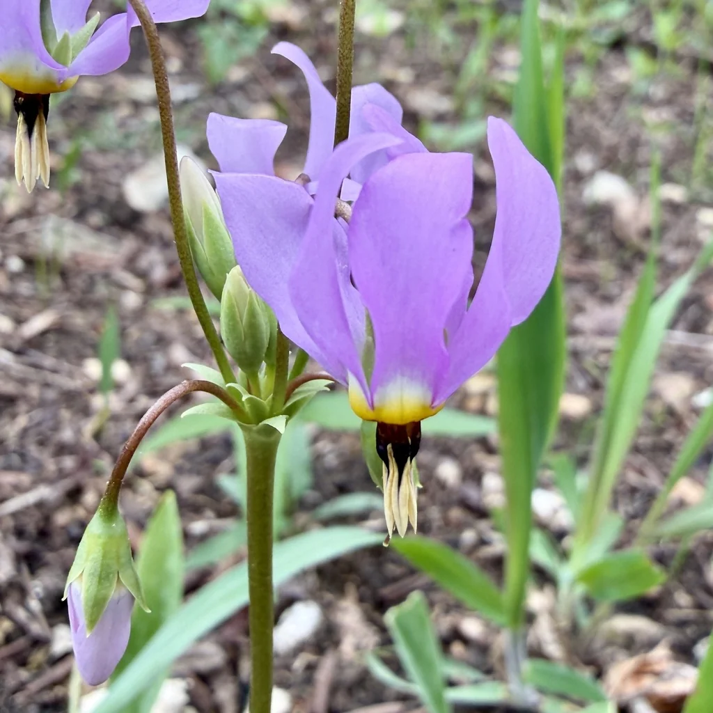 Dodecatheon Meadia