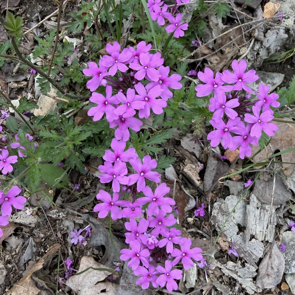 Verbena Canadensis