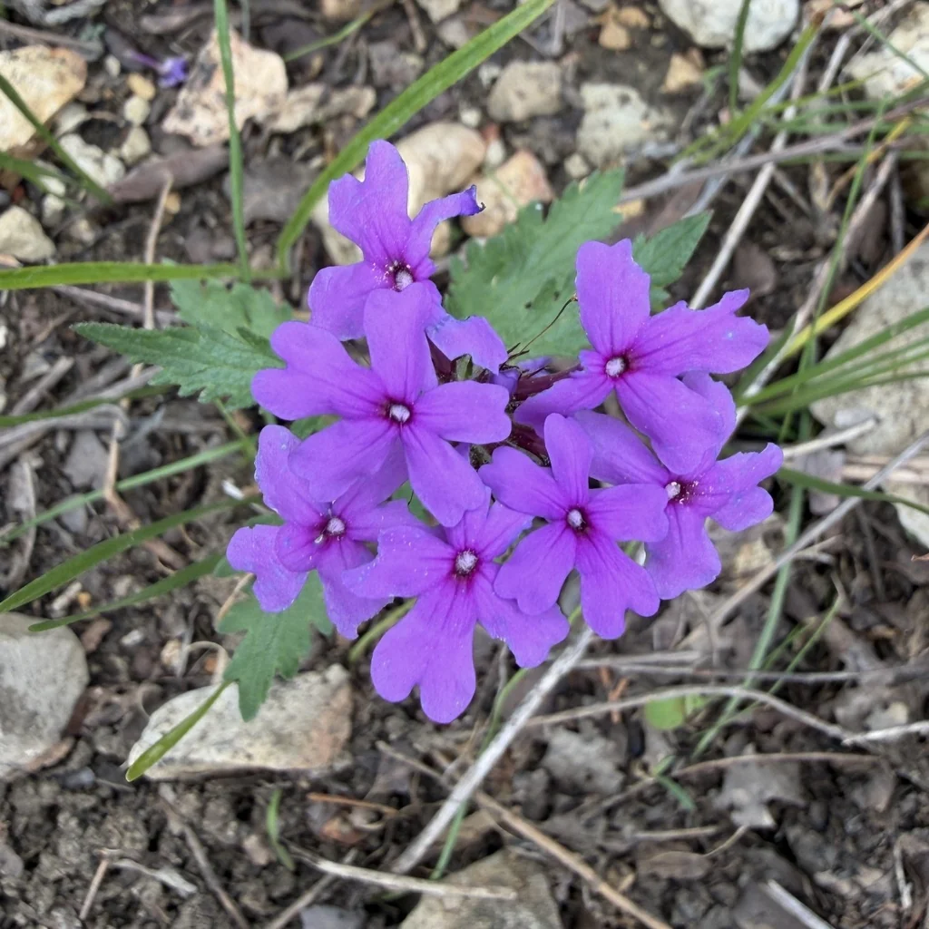 Verbena Canadensis