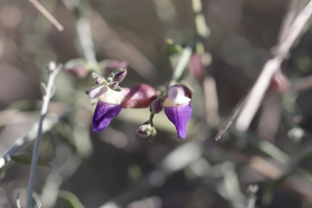 Scutellaria Mexicana