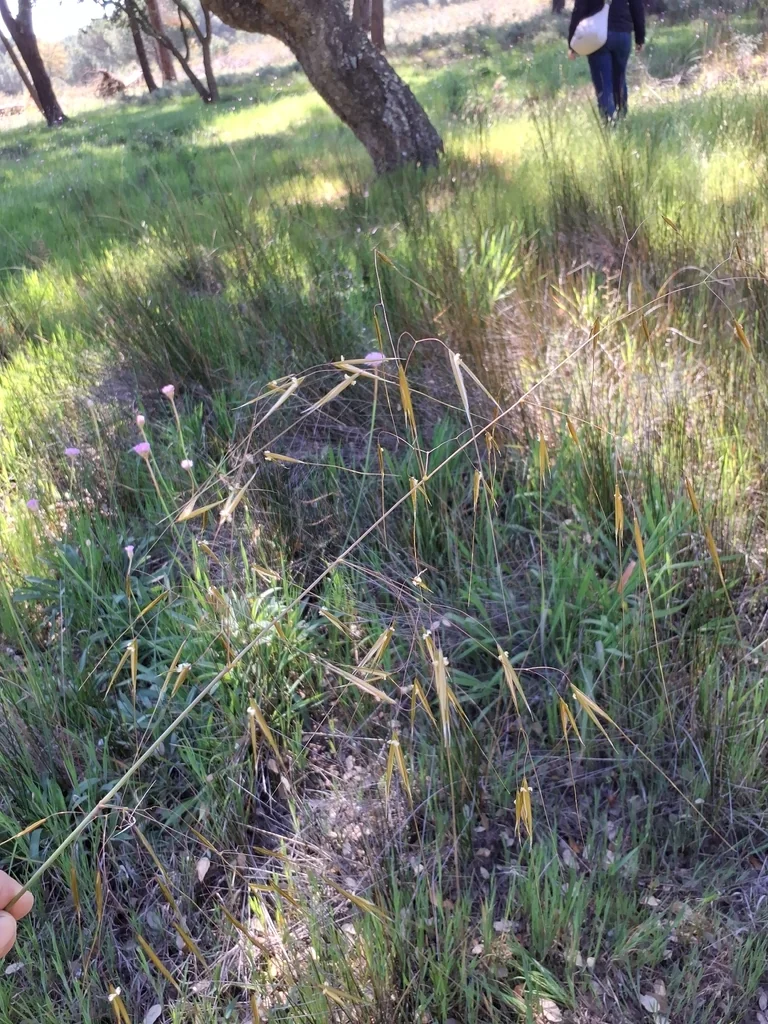 Stipa Gigantea