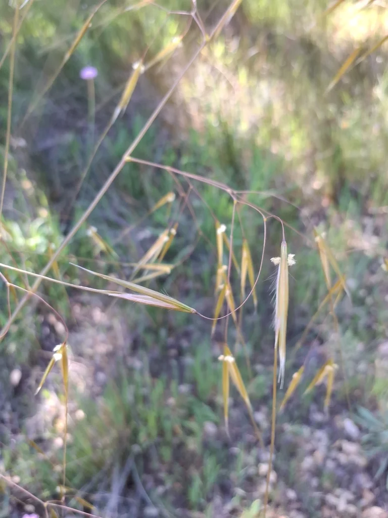 Stipa Gigantea