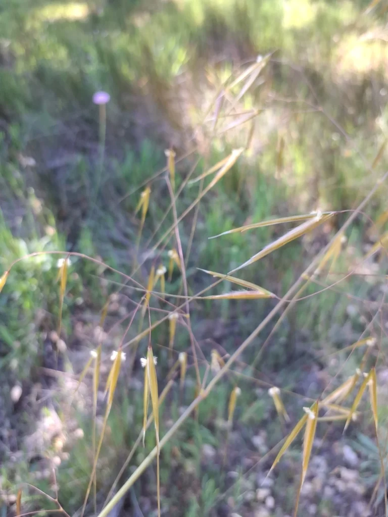 Stipa Gigantea