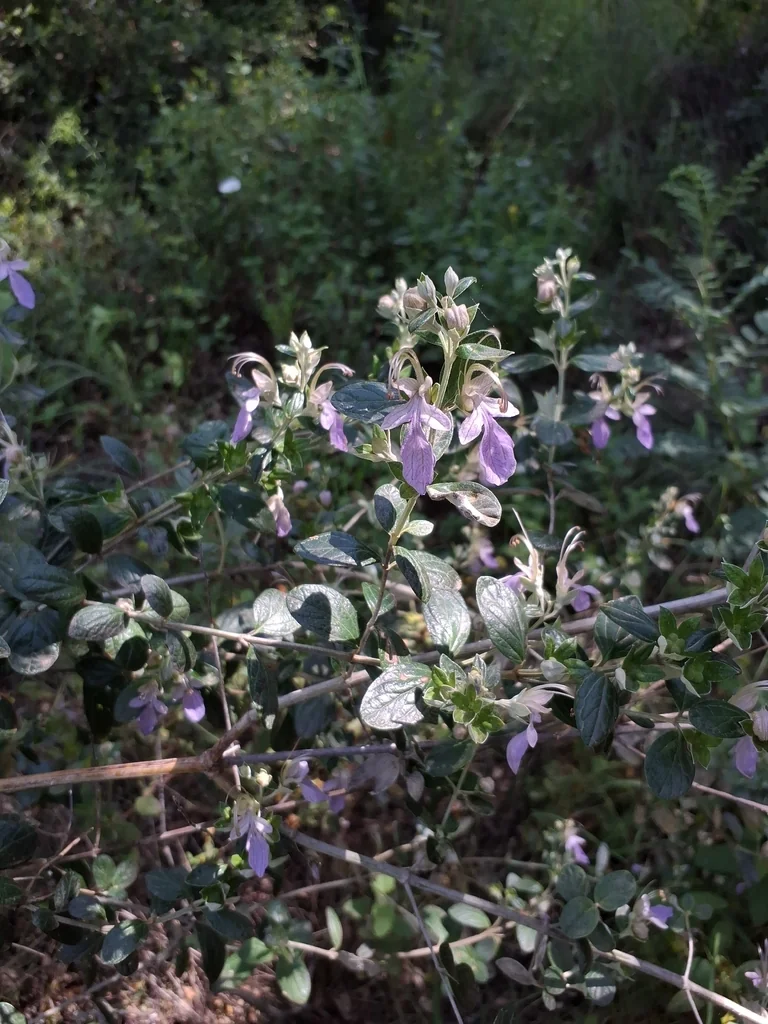 Teucrium Fruticans