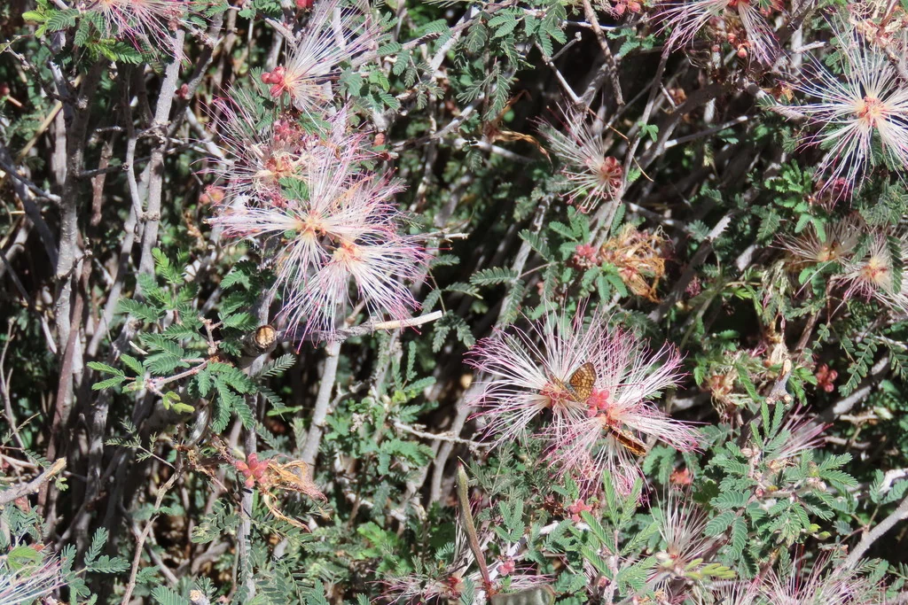 Calliandra Eriophylla