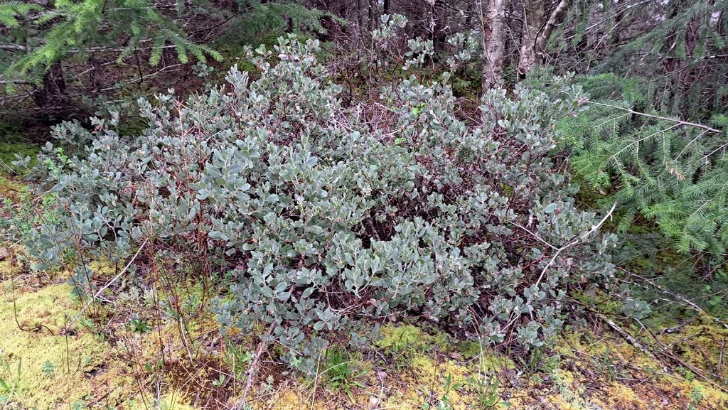 Arctostaphylos Columbiana