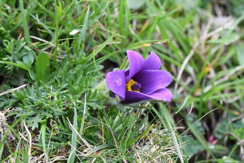 Pulsatilla Vulgaris