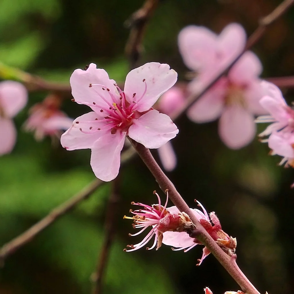 Prunus Persica