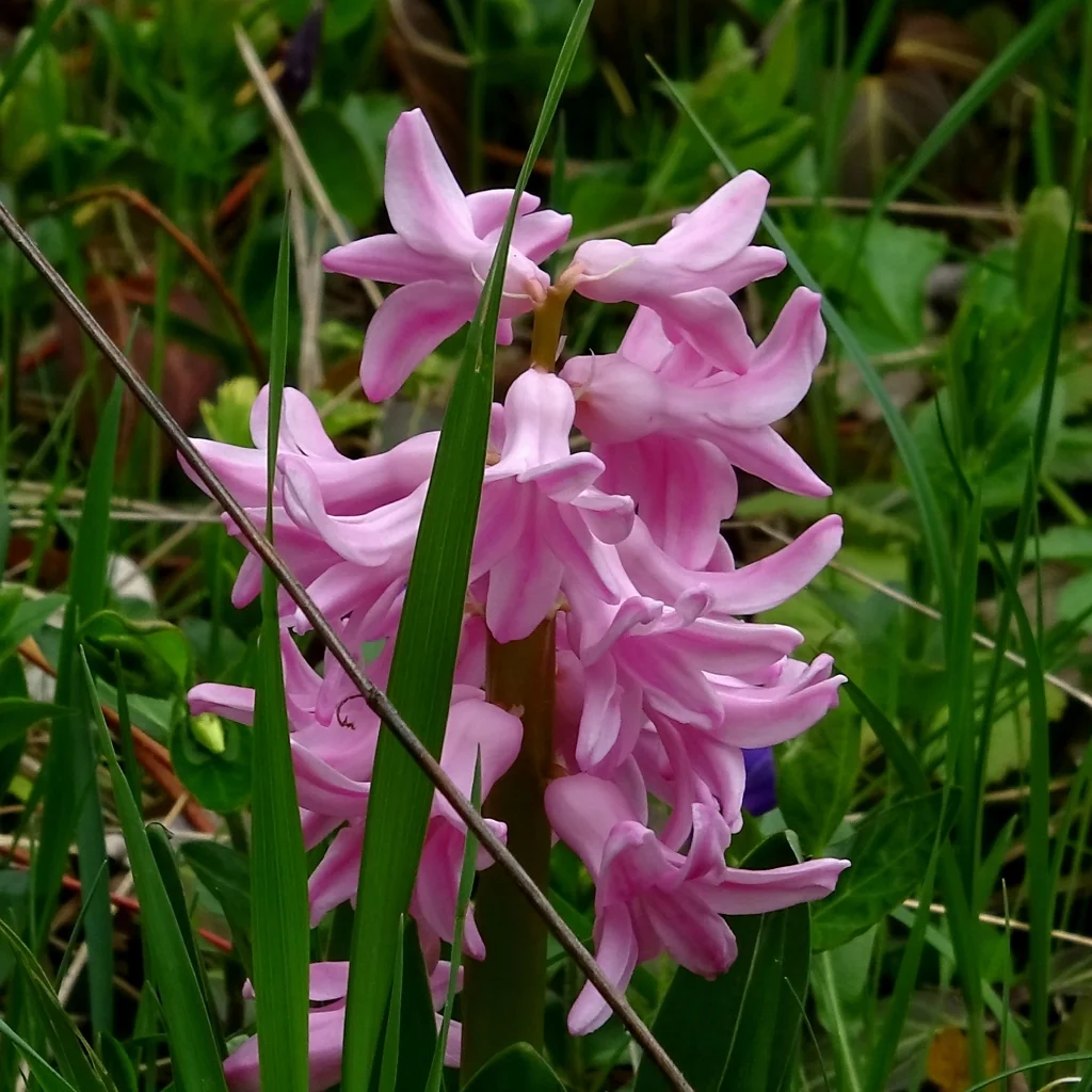 Hyacinthus Orientalis