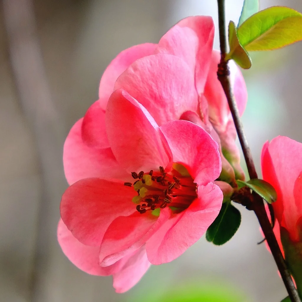Chaenomeles speciosa