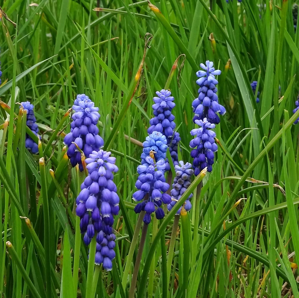 Muscari Armeniacum