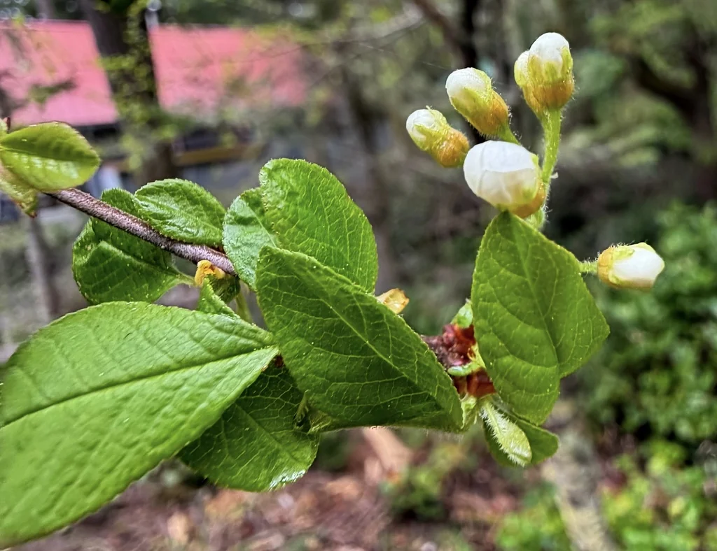 Prunus Emarginata